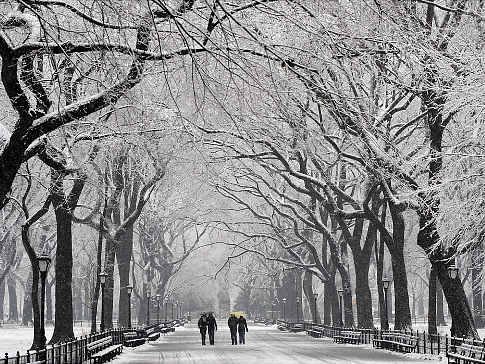 Central Park - NYC